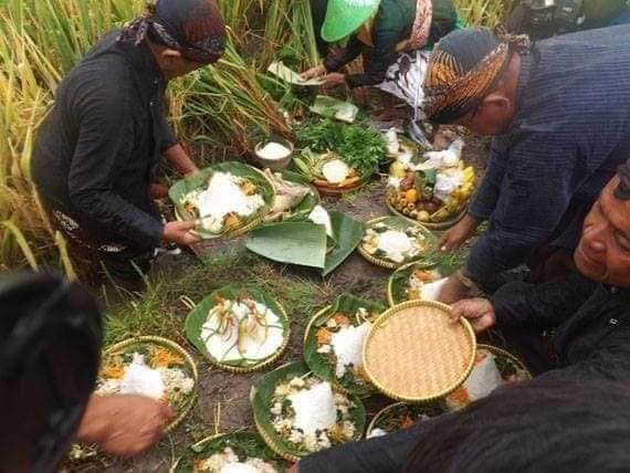 TRADISI WIWITAN, KENDURI DI SAWAH MENJELANG PANEN